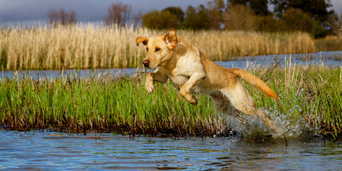 dog water exercise