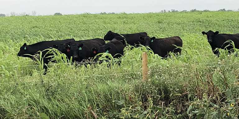 Cattle grazing cropland enhances soil health and protects wetlands.