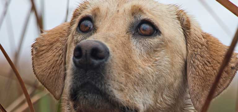 can jaundice in dogs be cured