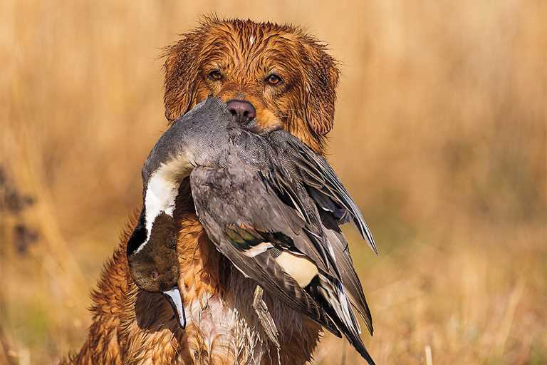 irish setter duck hunting