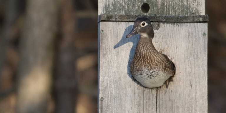 Installing Your Wood Duck Box, Wood Duck House Plans Minnesota