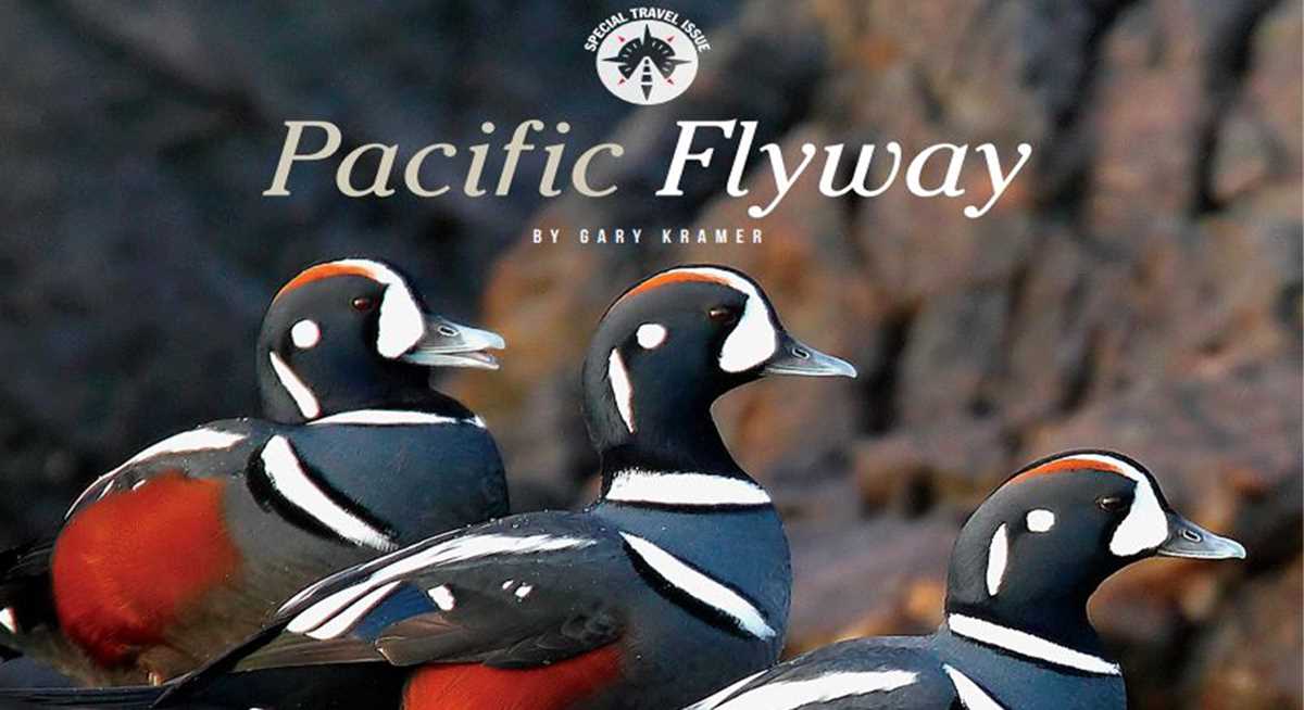 Best Of The Flyways Pacific Flyway Ducks Unlimited