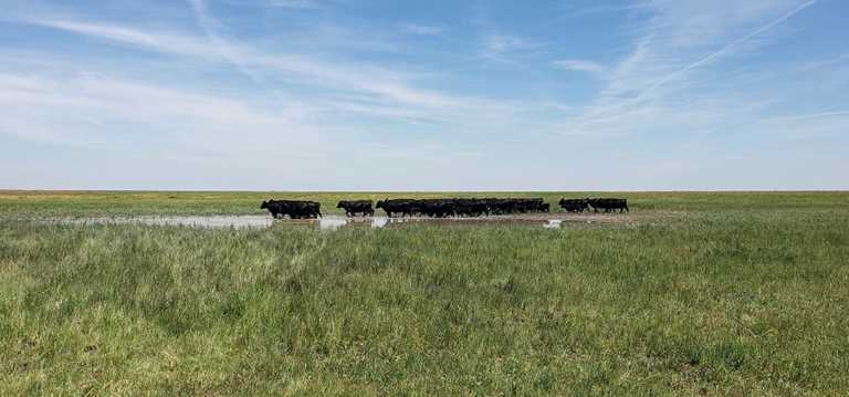 Cattle grazing playa wetlands.