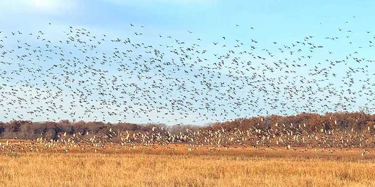 The SOS Act - Ducks Unlimited Needs Your Help