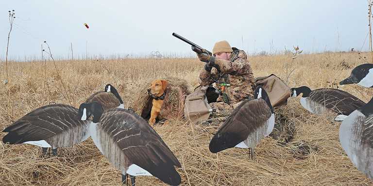 are guns bad for dogs ears