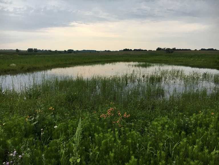 Restored wetland on Moody County In-Lieu Fee site.