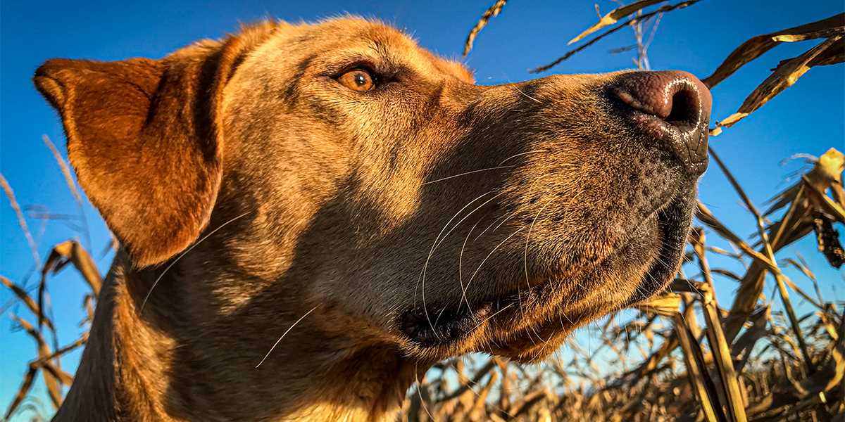 do you need a dog to dove hunt