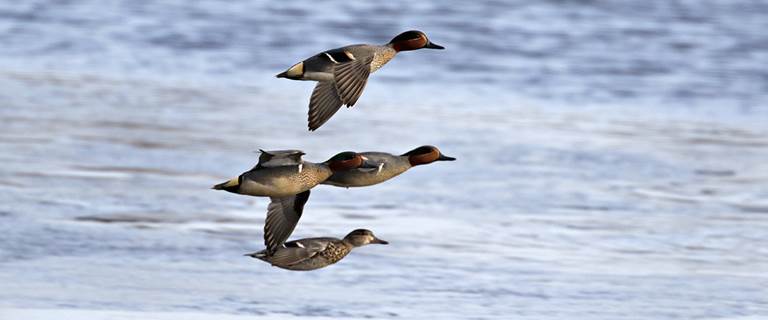 Migration Alert North Atlantic Flyway Preview