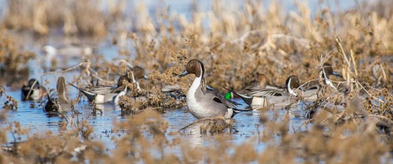 Ducks Unlimited launches Wetlands America magazine