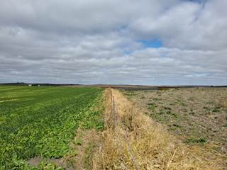 October 1. Field on left is growing cover crop. Soil health is improving and cows can graze cover crop.