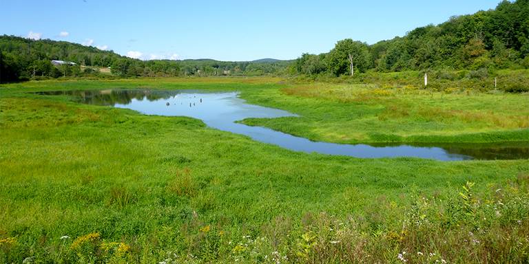 Shepherds Pond Waterfowl Management Area, a 110-acre site part of State Game Land 250.