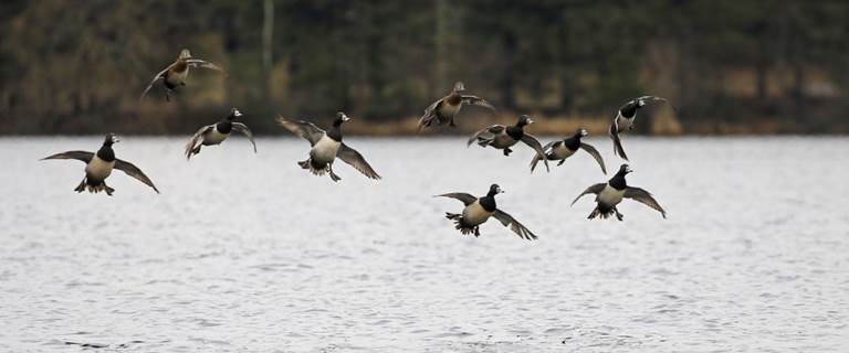 Migration Alert: Cold Front Improves Odds for Minnesota Waterfowlers