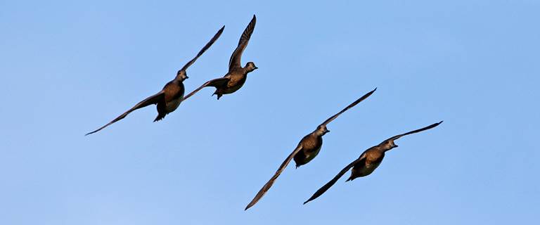 Migration Alert: Oregon Hunters Off to a Strong Start