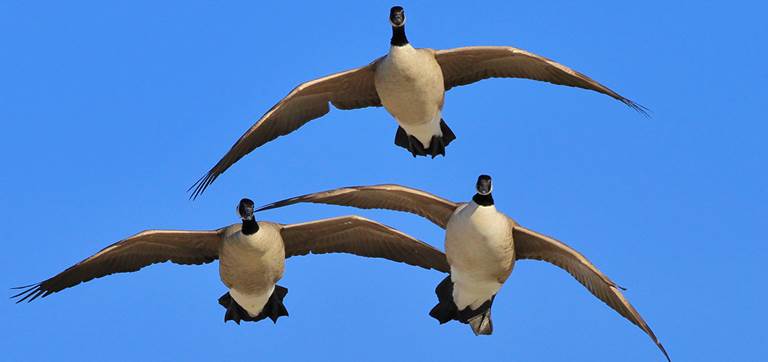 lesser canada goose migration