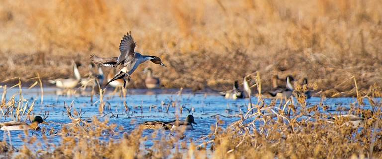 Migration Alert: Poor Habitat Conditions, Lack of Weather Result in