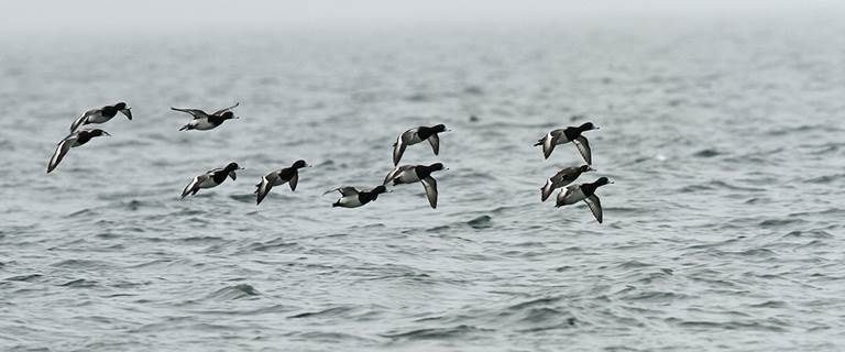 Migration Alert: Northeast Waterfowlers Hope for Strong Finish