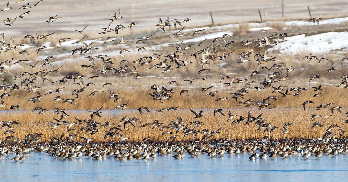 A Lasting Commitment to Wetlands and Waterfowl | Ducks Unlimited