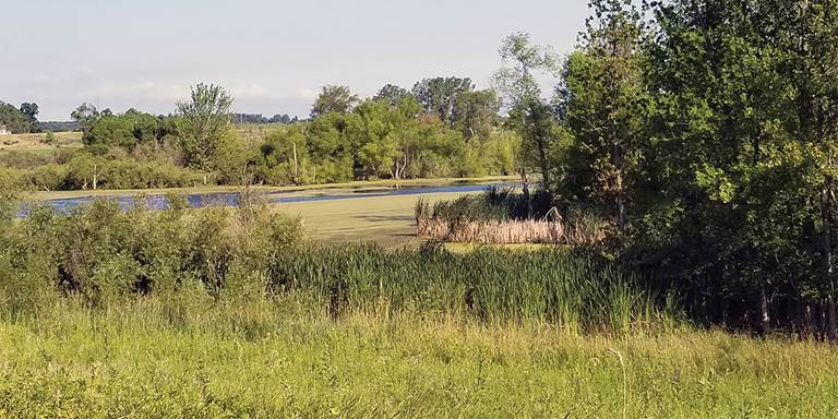 Cedar Swamp Wetland Conservation Area, Steuben County
