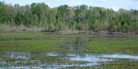 DU Statement on Indiana Wetlands Law