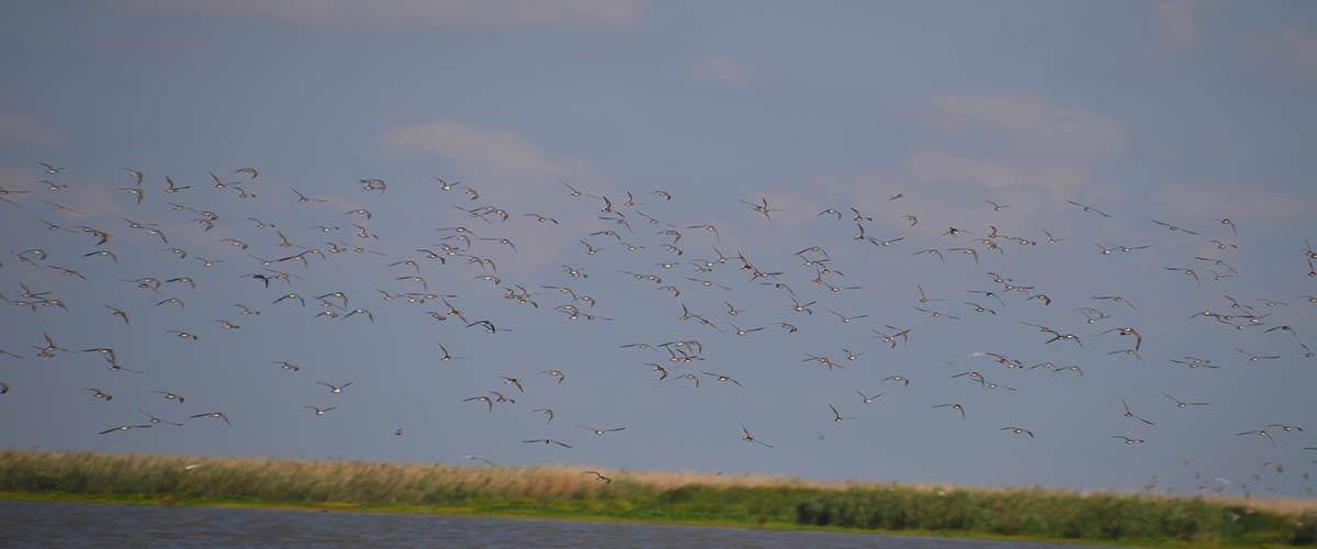Critical Texas waterfowl habitat gets a boost