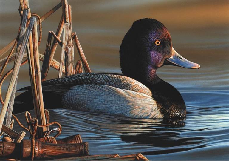 The 2021-22 Federal Duck Stamp features a single lesser scaup drake painted by Richard Clifton of Milford, Del.