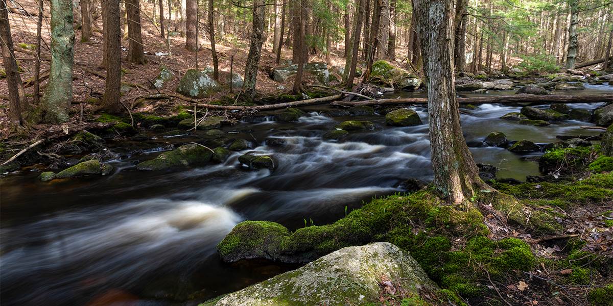 Image for New Hampshire property offers diverse bird habitat