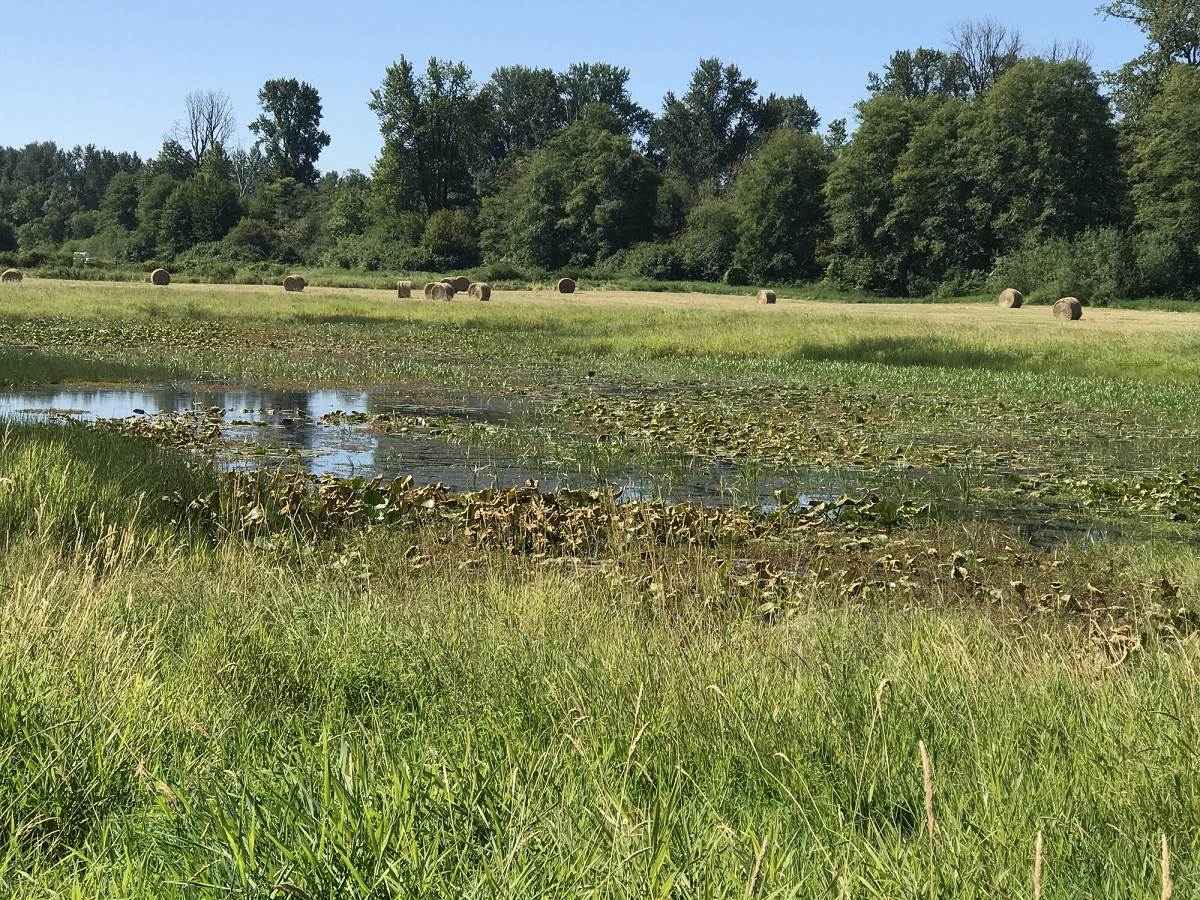Wetland enhancements continue in Western Washington