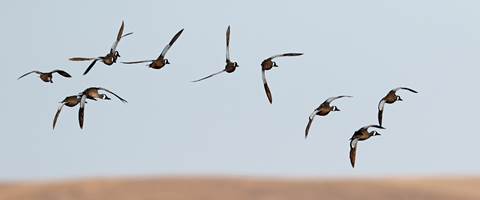 Public Land Playbook: The Perfect September Public Duck Hunt