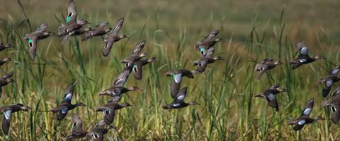 Crosswinds: Of Teal . . . and Excuses