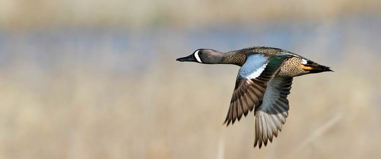 Migration Alert Teal On The Move In The Central Flyway