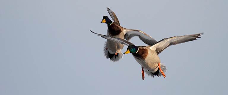 Migration Alert 21 Central Flyway Preview