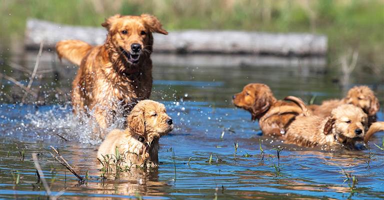 A puppy that is reluctant to swim will often gain confidence by following his littermates and an older retriever into the water.
