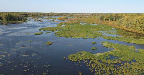 Mighty Marshes