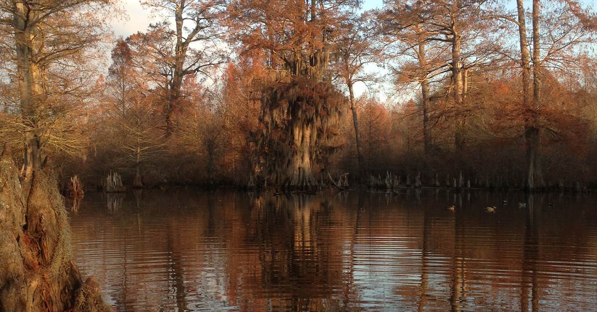 Image for Arkansas’s Flooded Forests Provide Inspiration for Giving Back