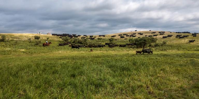 Brothers Justin and Nathan Spickler run Angus seedstock herds in North Dakota and have partnered with DU for grassland preservation.