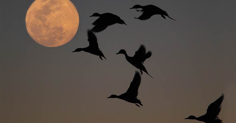 Recent studies show that ducks tend to move most during the half hour before first light and the half hour after dusk.
