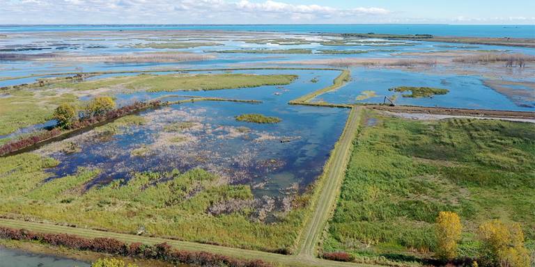 More managed wetlands, such as Pointe Mouillee State Game Area, would help reduce the effects of algal blooms on Lake Erie.