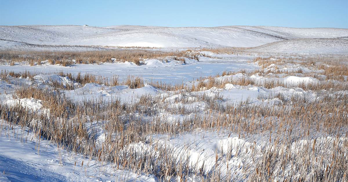 Image for Field Reports: Early Winter Habitat Outlook