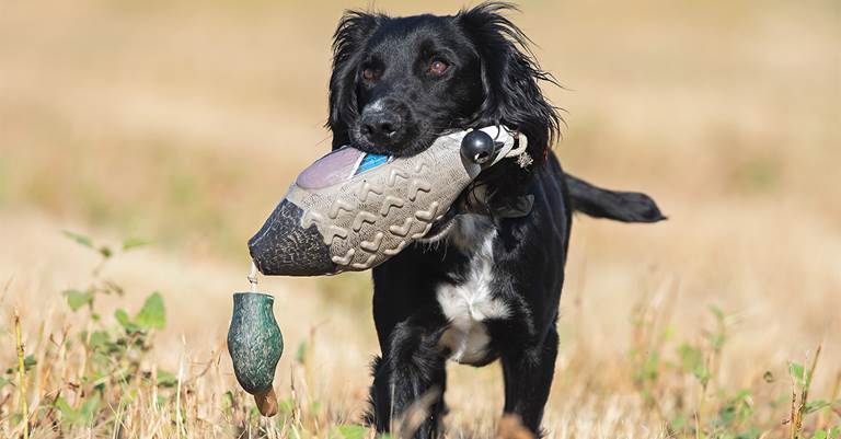 Smaller breeds, like this English cocker spaniel, can take on retrieving duties in all but the toughest conditions.