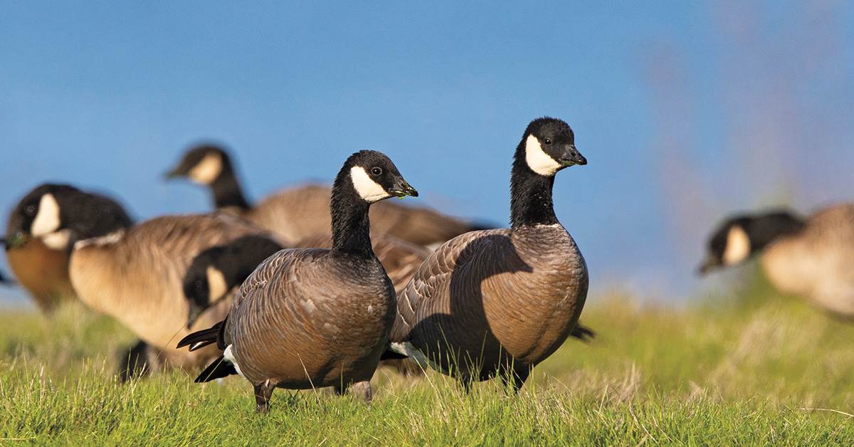 Image for Understanding Waterfowl: A Closer Look at Cacklers 