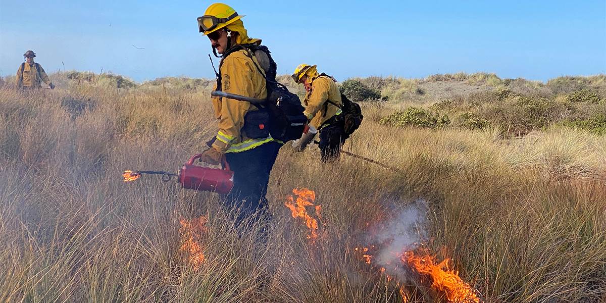 Image for Using Fire To Restore A Coastal Wetland