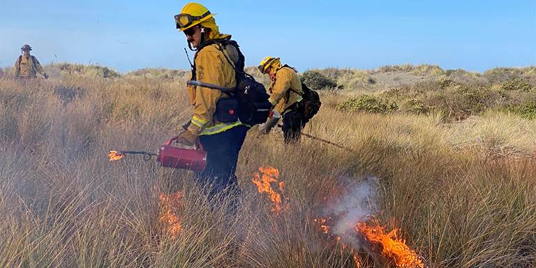 Crews used drip torches to burn invasive grasses on the Ocean Ranch project.