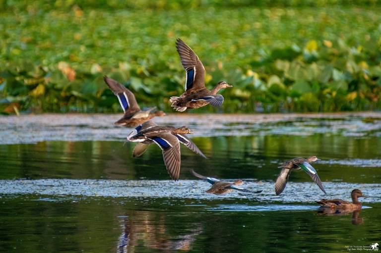 Ducks Unlimited celebrates 2023 World Wetlands Day