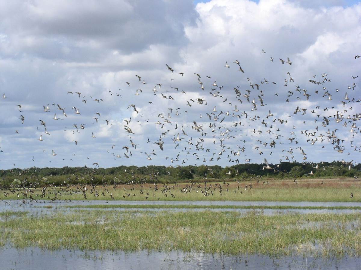 Entergy helps community partners protect critical habitat in Louisiana