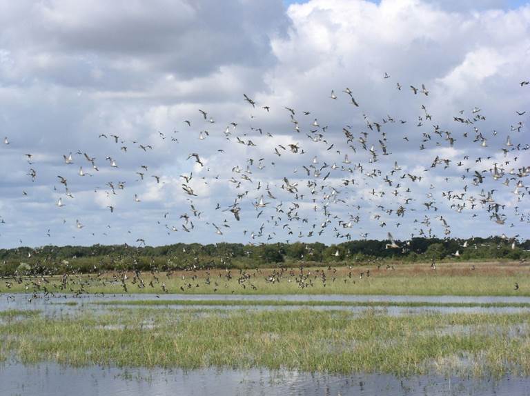 Coastal plain wetlands provide habitat for waterfowl and other wildlife. 