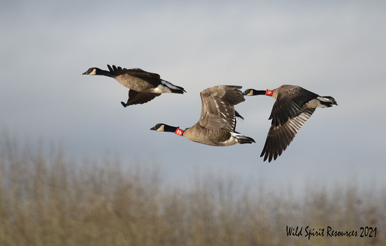Dusky Canada geese are among the species that have benefited from Ducks Unlimited