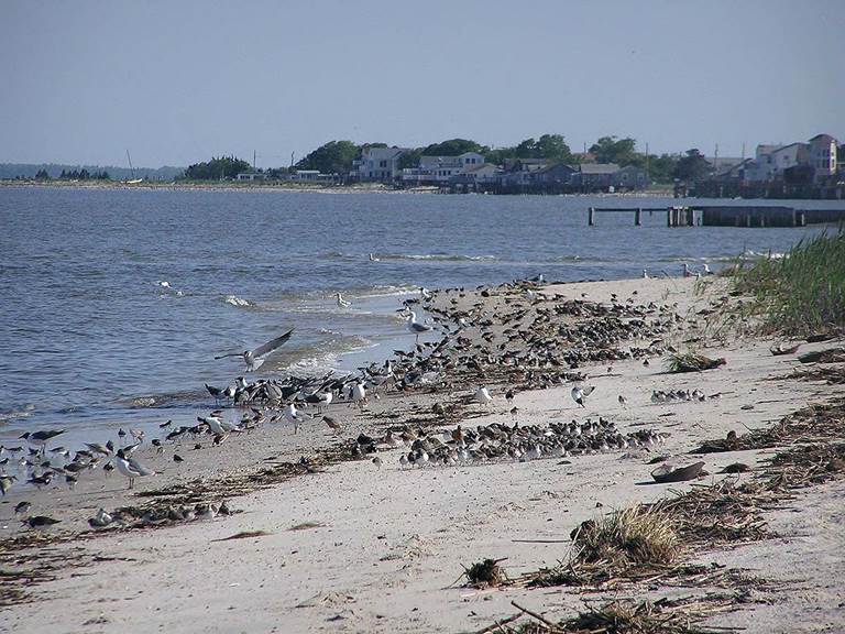 Shorebirds congregate on the coastline of Delaware Bay.