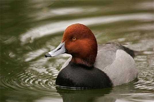 Freshwater Wetland Conservation for Redheads