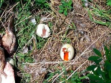 A waterfowl nest destroyed by predators in the Prairie Pothole Region.