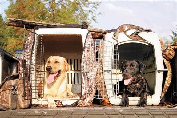 Kennel training is key for your dog